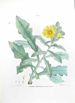 La Cicerbita Fruticosa - Lithographie de Vincenzo Tenore - années 1870