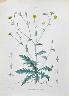 Die Zicoraceae – Lithographie von Vincenzo Tenore – 1870er Jahre