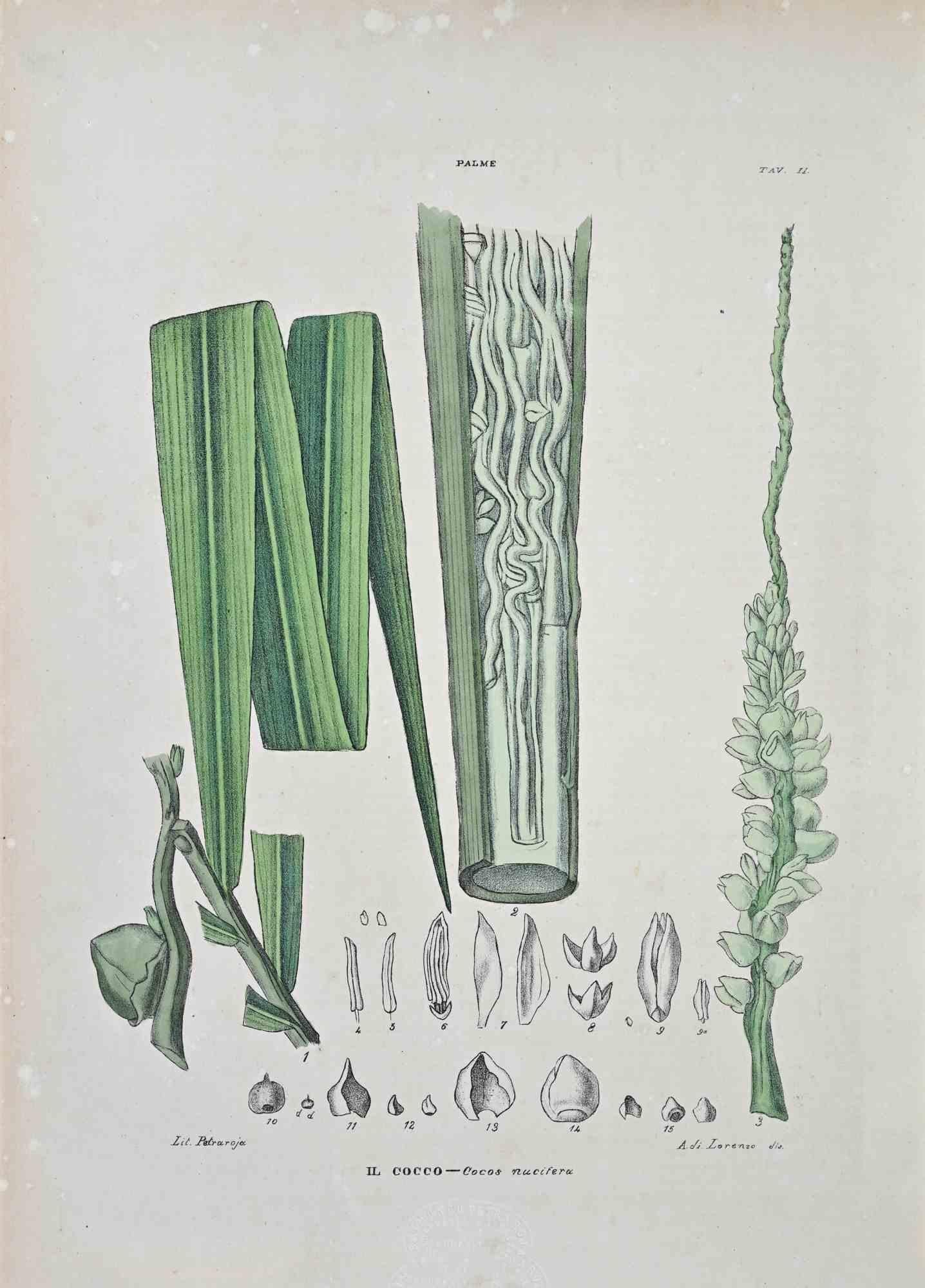 Lithograph hand watercolored.

Plate from "Atlante di Botanica popolare ossia Illustrazione di Piante Notevoli di ogni famiglia" (Atlas of popular botany or illustration of notable plants of each family), published in Napoli, by Raimondo Petrajola,