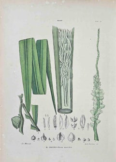 Antique The Coconut - Lithograph by Vincenzo Tenore - 1870s