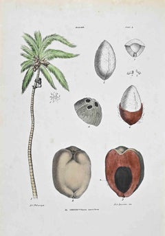The Coconut - Lithograph by Vincenzo Tenore - 1870s