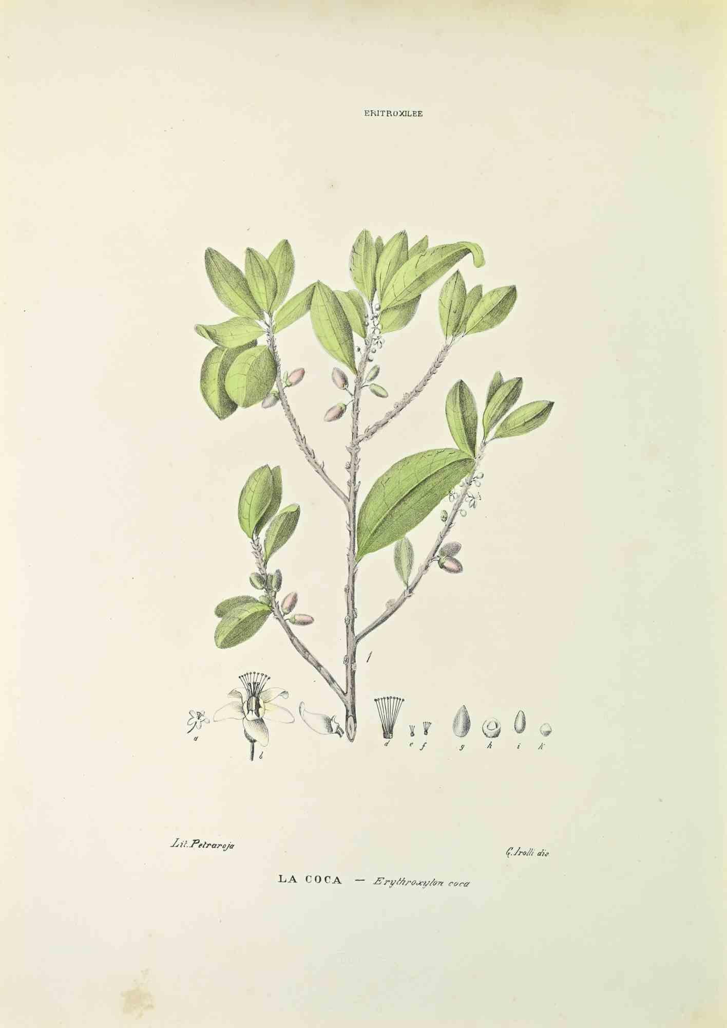 Lithograph hand watercolored.

Belongs to the Series "Atlante di Botanica popolare ossia Illustrazione di Piante Notevoli di ogni famiglia" (Atlas of popular botany or illustration of notable plants of each family), published in Napoli, by Raimondo