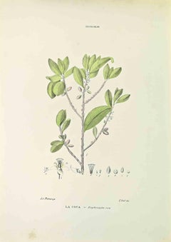 The Coke – Lithographie von Vincenzo Tenore – 1870er Jahre