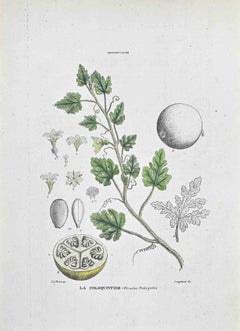 The Coloquintis - Lithographie von Vincenzo Tenore - 1870er Jahre