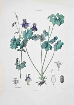 The Columbine - Lithographie von Vincenzo Tenore - 1870er Jahre
