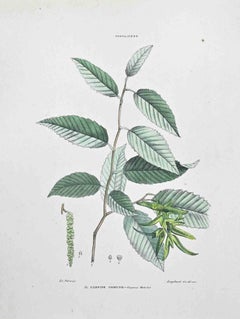 The Common Hornbeam - Lithographie von Vincenzo Tenore - 1870er Jahre