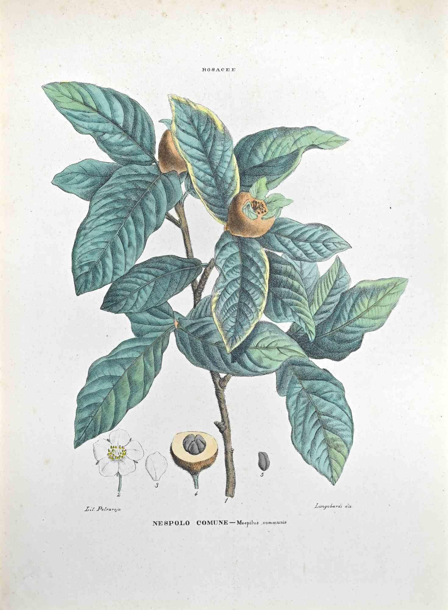 Lithograph hand watercolored.

Plate from "Atlante di Botanica popolare ossia Illustrazione di Piante Notevoli di ogni famiglia" (Atlas of popular botany or illustration of notable plants of each family), published in Napoli, by Raimondo Petrajola,