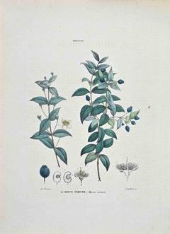 The Common Myrtle - Lithographie von Vincenzo Tenore - 1870er Jahre
