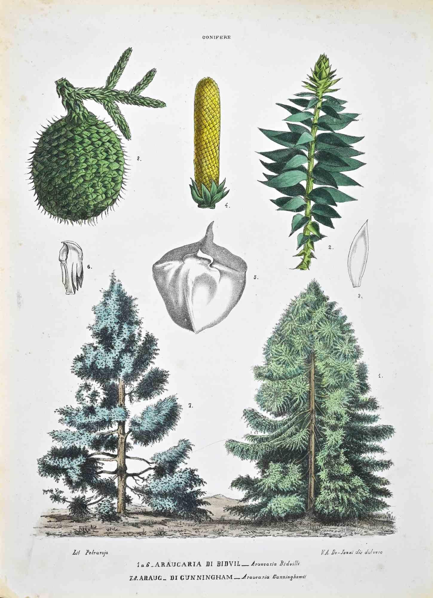 Lithograph hand watercolored.

Plate from "Atlante di Botanica popolare ossia Illustrazione di Piante Notevoli di ogni famiglia" (Atlas of popular botany or illustration of notable plants of each family), published in Napoli, by Raimondo Petrajola,