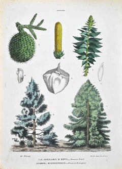 The Conifers - Lithograph by Vincenzo Tenore - 1870s