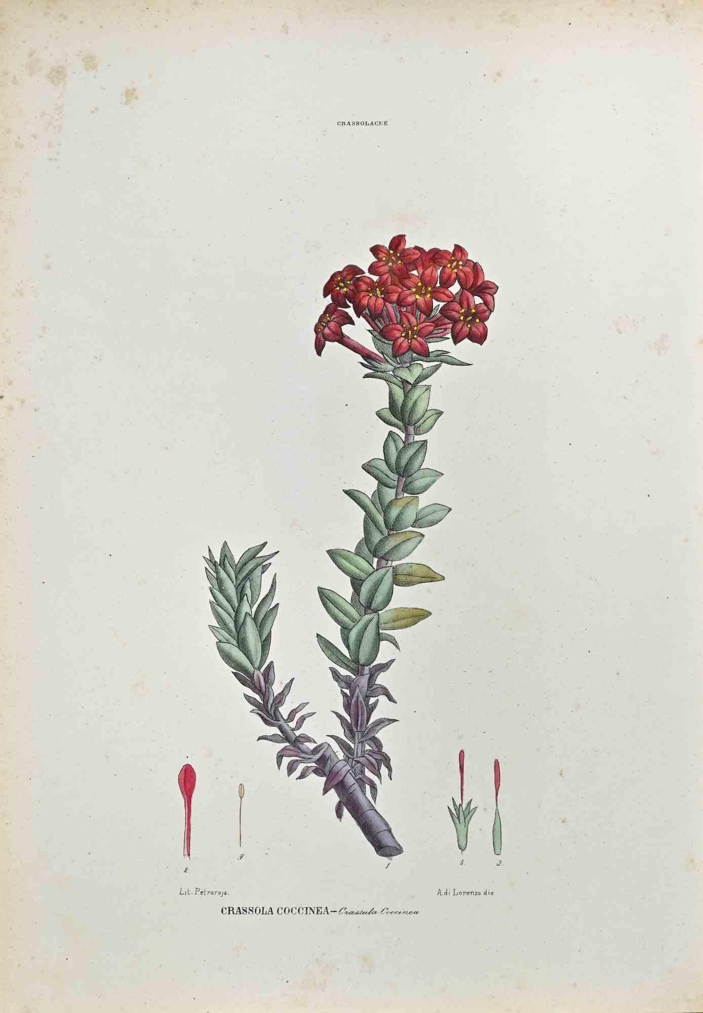 Lithographie aquarellée à la main.

Plaque de  "Atlante di Botanica popolare ossia Illustrazione di Piante Notevoli di ogni famiglia" (Atlas de botanique populaire ou illustration des plantes remarquables de chaque famille), publié à Naples, par