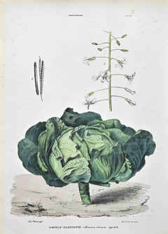 The Cruciferous - Lithograph by Vincenzo Tenore - 1870s