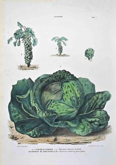 The Cruciferous – Lithographie von Vincenzo Tenore – 1870er Jahre