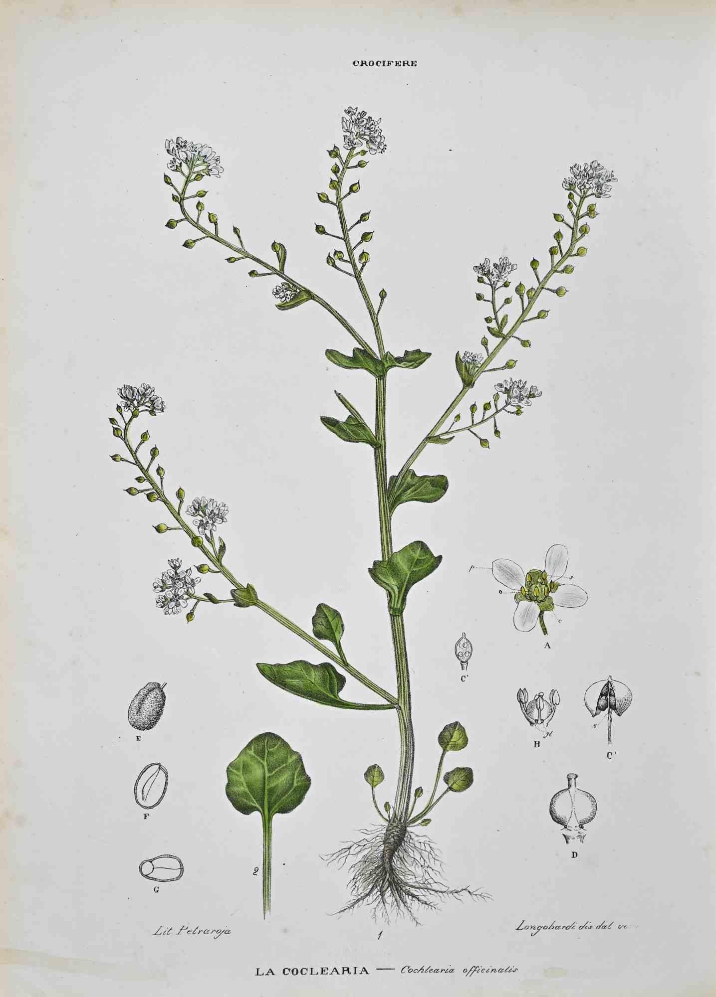 Litografía acuarelada a mano.

Lámina del "Atlante di Botanica popolare ossia Illustrazione di Piante Notevoli di ogni famiglia" (Atlas de botánica popular o ilustración de plantas notables de cada familia), publicado en Nápoles, por Raimondo