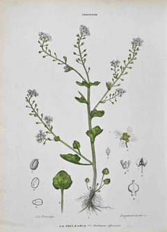 The Cruciferous – Lithographie von Vincenzo Tenore – 1870er Jahre