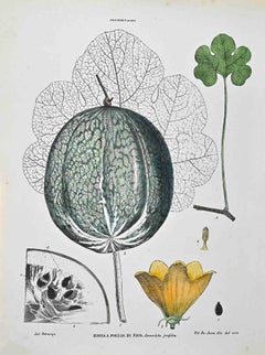 The Cucurbitaceae - Lithographie von Vincenzo Tenore - 1870er Jahre
