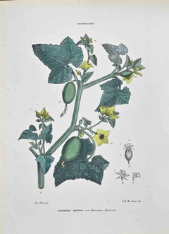The Cucurbitaceae - Lithographie von Vincenzo Tenore - 1870er Jahre
