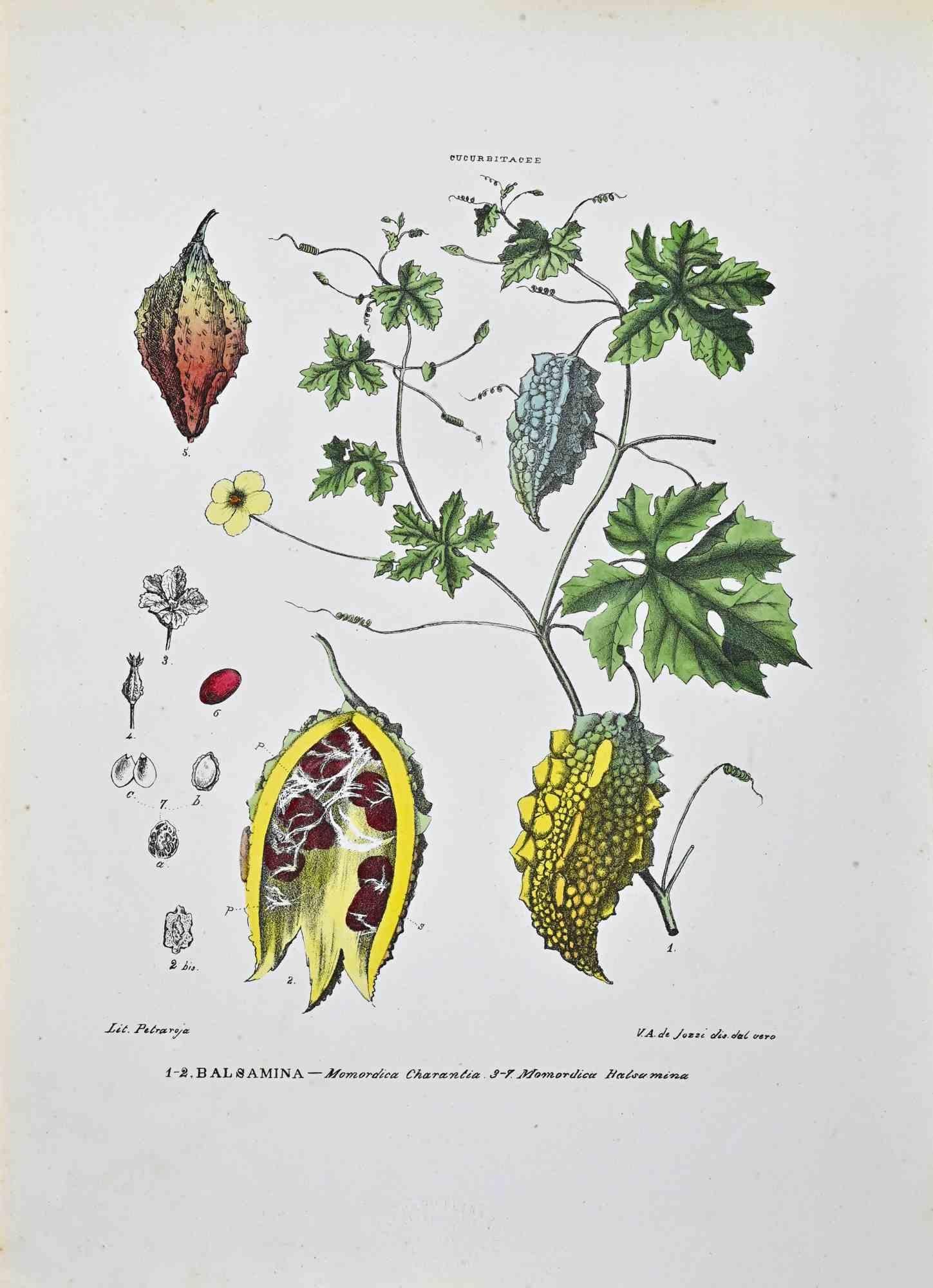 Lithograph hand watercolored.

Plate from "Atlante di Botanica popolare ossia Illustrazione di Piante Notevoli di ogni famiglia" (Atlas of popular botany or illustration of notable plants of each family), published in Napoli, by Raimondo Petrajola,