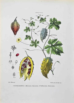 The Cucurbitaceae - Lithographie von Vincenzo Tenore - 1870er Jahre