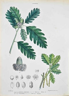 The Cupolifere – Lithographie von Vincenzo Tenore – Cupolifere – 1870er Jahre