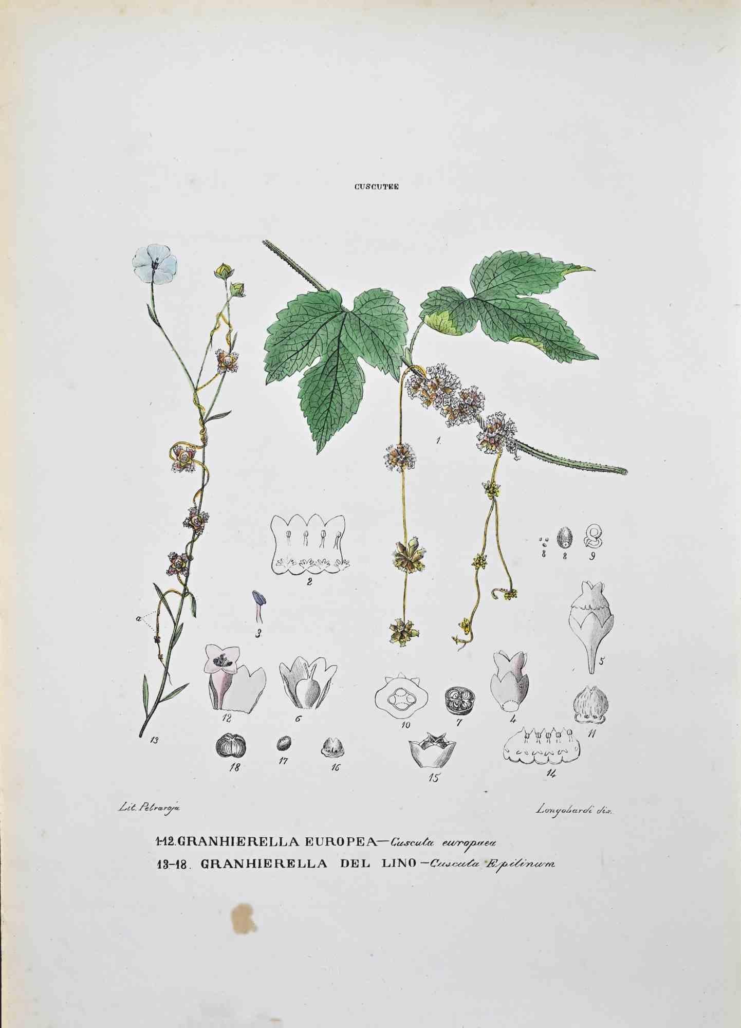 Litografia acquerellata a mano.

Piastra da "Atlante di Botanica popolare ossia Illustrazione di Piante Notevoli di ogni famiglia", pubblicato a Napoli, da Raimondo Petrajola, nel 1872/76.

Questa è la prima edizione di una popolare suite che
