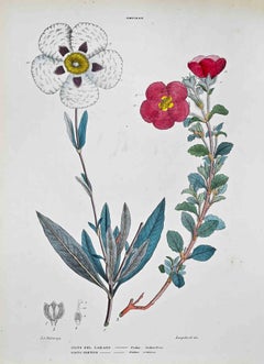 The Cystineas - Lithographie von Vincenzo Tenore - 1870er Jahre