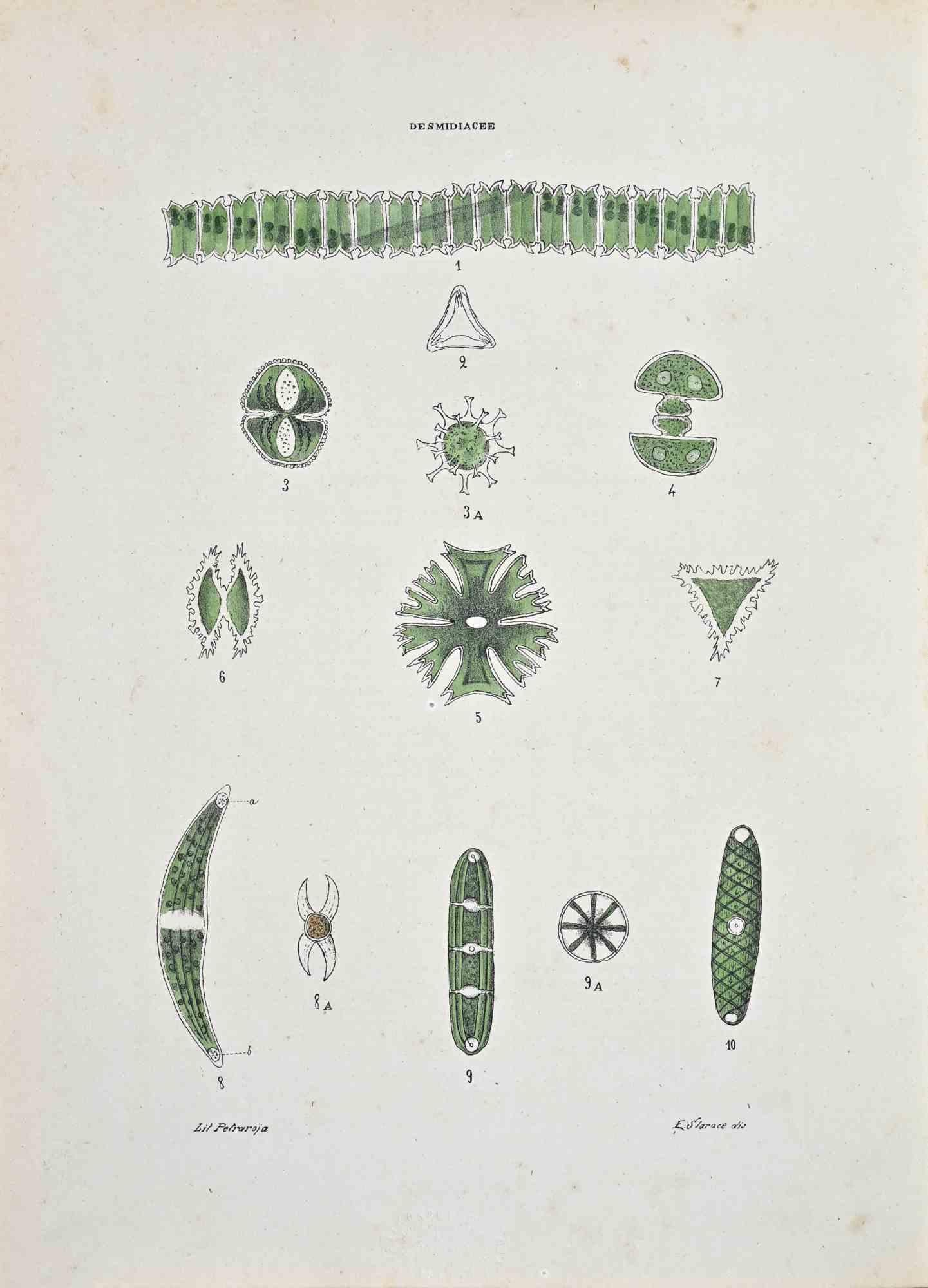 Lithographie aquarellée à la main.

Planche tirée de l'"Atlante di Botanica popolare ossia Illustrazione di Piante Notevoli di ogni famiglia" (Atlas de botanique populaire ou illustration des plantes remarquables de chaque famille), publié à Naples,