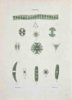 The Desmiadaceae - Lithographie von Vincenzo Tenore - 1870er Jahre