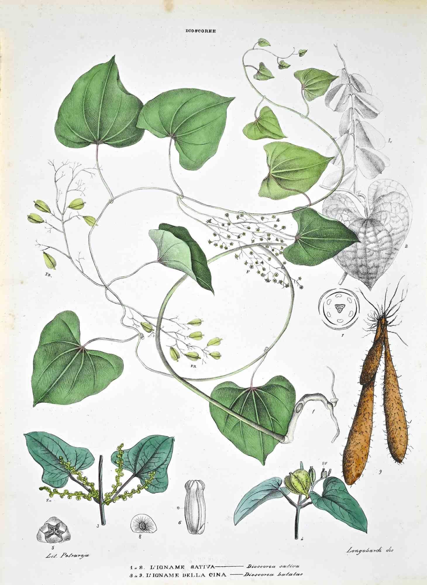 Lithographie von Hand aquarelliert.

Tafel aus dem "Atlante di Botanica popolare ossia Illustrazione di Piante Notevoli di ogni famiglia" (Atlas der volkstümlichen Botanik oder Illustration bemerkenswerter Pflanzen jeder Familie), veröffentlicht in