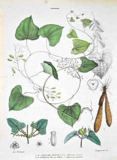 The Dioscoree – Lithographie von Vincenzo Tenore – Dioscoree – 1870er Jahre