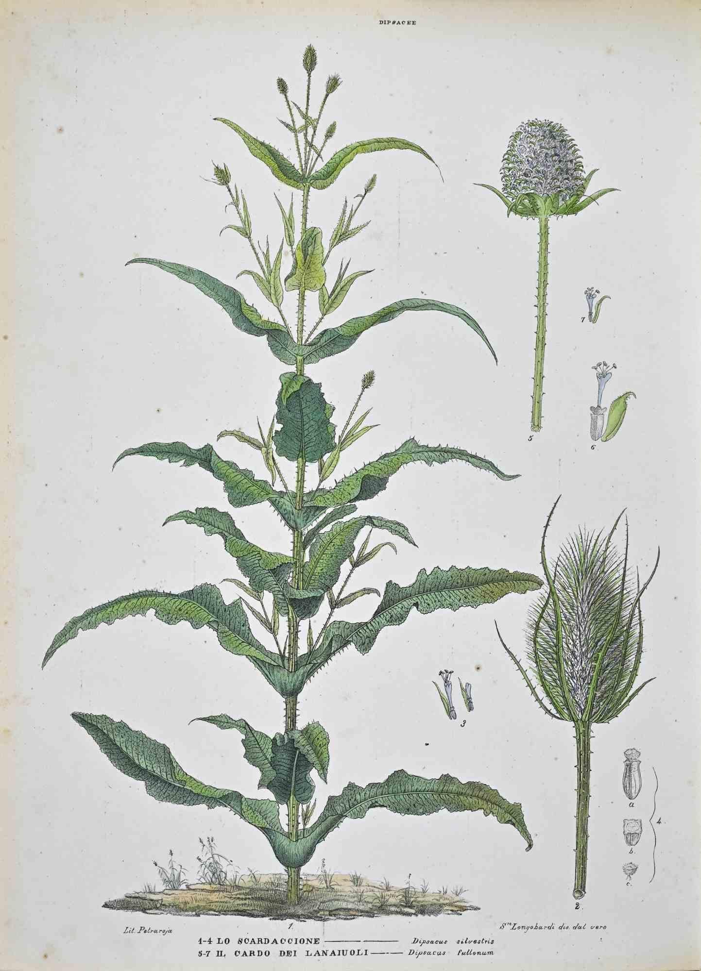 Lithograph hand watercolored.

Plate from "Atlante di Botanica popolare ossia Illustrazione di Piante Notevoli di ogni famiglia" (Atlas of popular botany or illustration of notable plants of each family), published in Napoli, by Raimondo Petrajola,