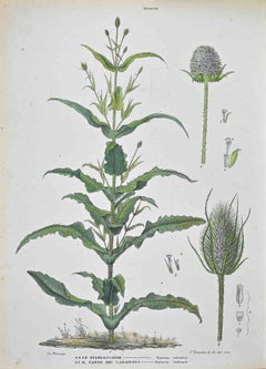 The Dipsaceae - Lithograph by Vincenzo Tenore - 1870s