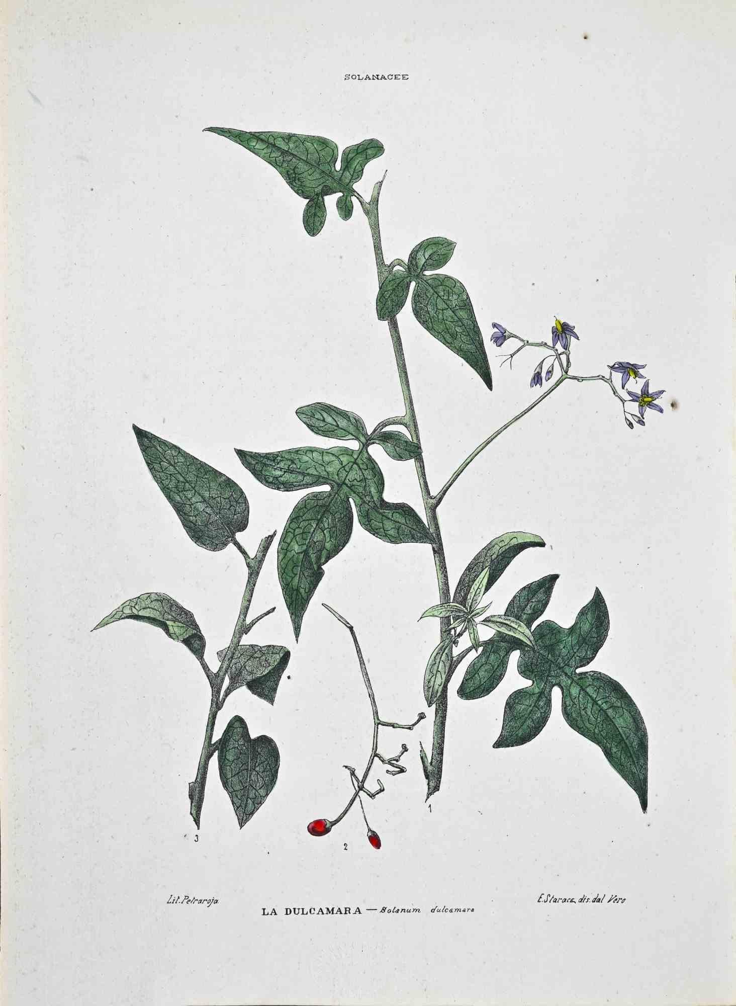 Lithographie von Hand aquarelliert.

Tafel aus dem "Atlante di Botanica popolare ossia Illustrazione di Piante Notevoli di ogni famiglia" (Atlas der volkstümlichen Botanik oder Illustration bemerkenswerter Pflanzen jeder Familie), veröffentlicht in