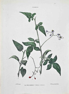 The Dulcamara  - Lithographie von Vincenzo Tenore - 1870er Jahre