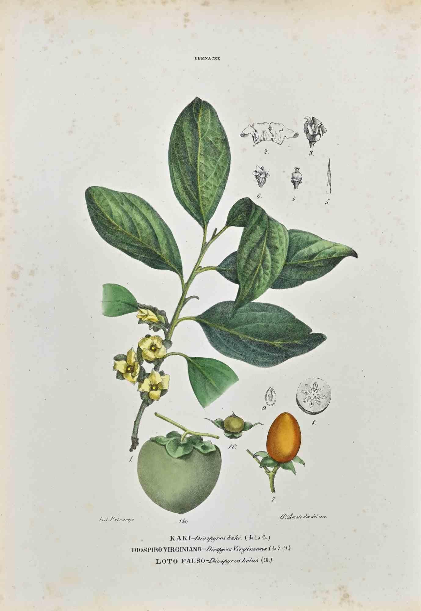 Lithograph hand watercolored.

Plate from "Atlante di Botanica popolare ossia Illustrazione di Piante Notevoli di ogni famiglia" (Atlas of popular botany or illustration of notable plants of each family), published in Napoli, by Raimondo Petrajola,