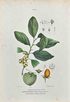 The Ebenaceae - Lithographie von Vincenzo Tenore - 1870er Jahre