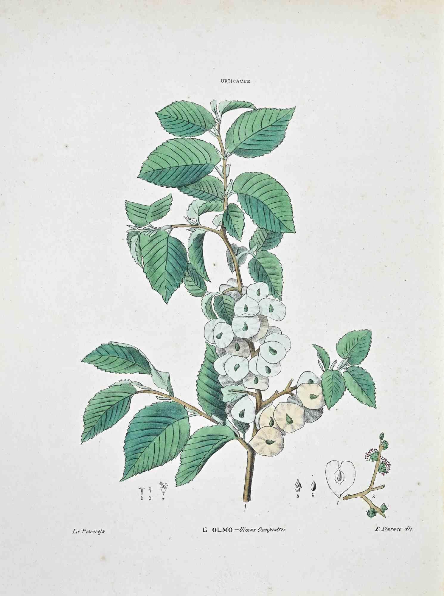 Lithograph hand watercolored.

Plate from "Atlante di Botanica popolare ossia Illustrazione di Piante Notevoli di ogni famiglia" (Atlas of popular botany or illustration of notable plants of each family), published in Napoli, by Raimondo Petrajola,