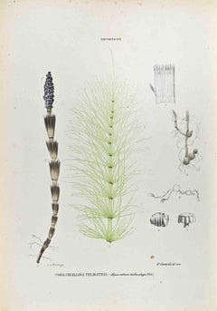 The Equisetaceae - Lithographie von Vincenzo Tenore - 1870er Jahre
