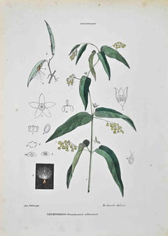 The Esclepiadee - Lithograph by Vincenzo Tenore - 1870s