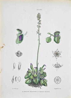 The Follicular Cephalotus - Lithographie von Vincenzo Tenore - 1870er Jahre