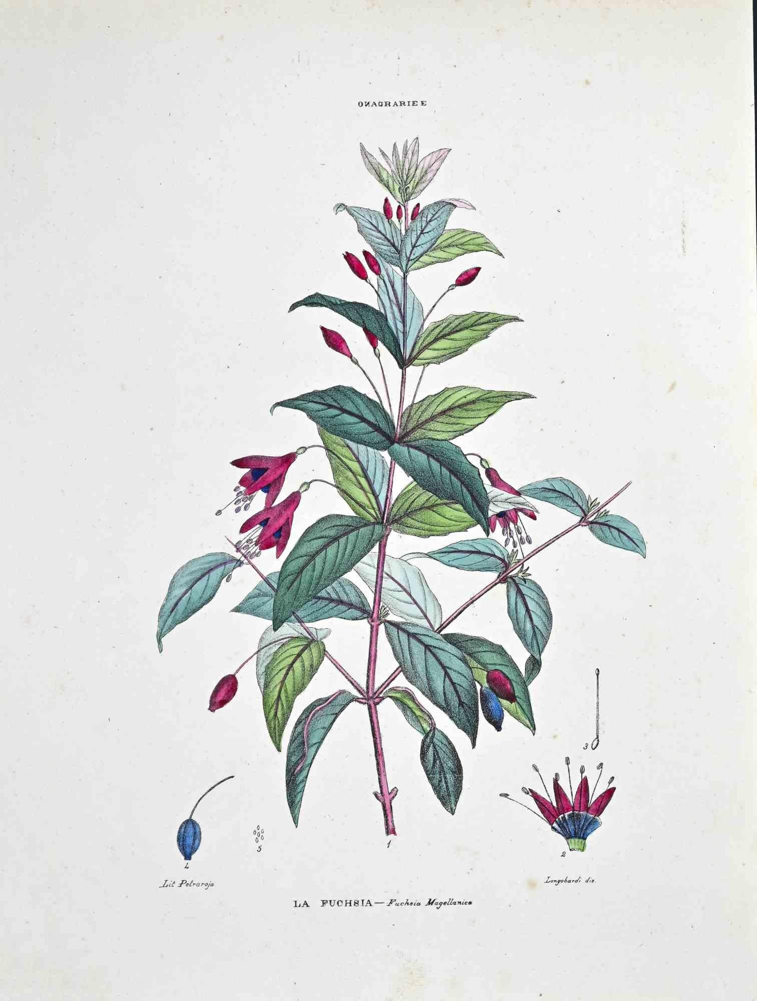 Lithographie aquarellée à la main.

Planche tirée de l'"Atlante di Botanica popolare ossia Illustrazione di Piante Notevoli di ogni famiglia" (Atlas de botanique populaire ou illustration des plantes remarquables de chaque famille), publié à Naples,