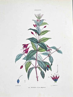 The Fuchsia – Lithographie von Vincenzo Tenore – 1870er Jahre