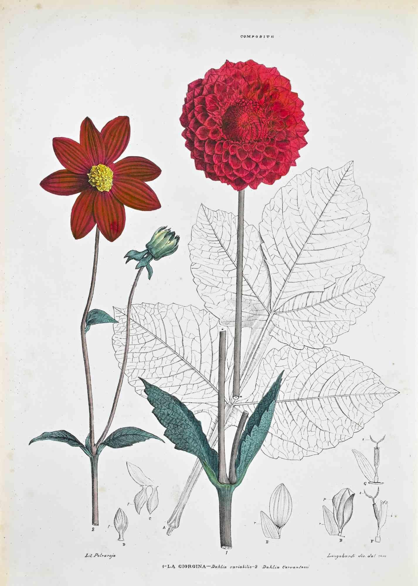 Lithograph hand watercolored.

Plate from "Atlante di Botanica popolare ossia Illustrazione di Piante Notevoli di ogni famiglia" (Atlas of popular botany or illustration of notable plants of each family), published in Napoli, by Raimondo Petrajola,