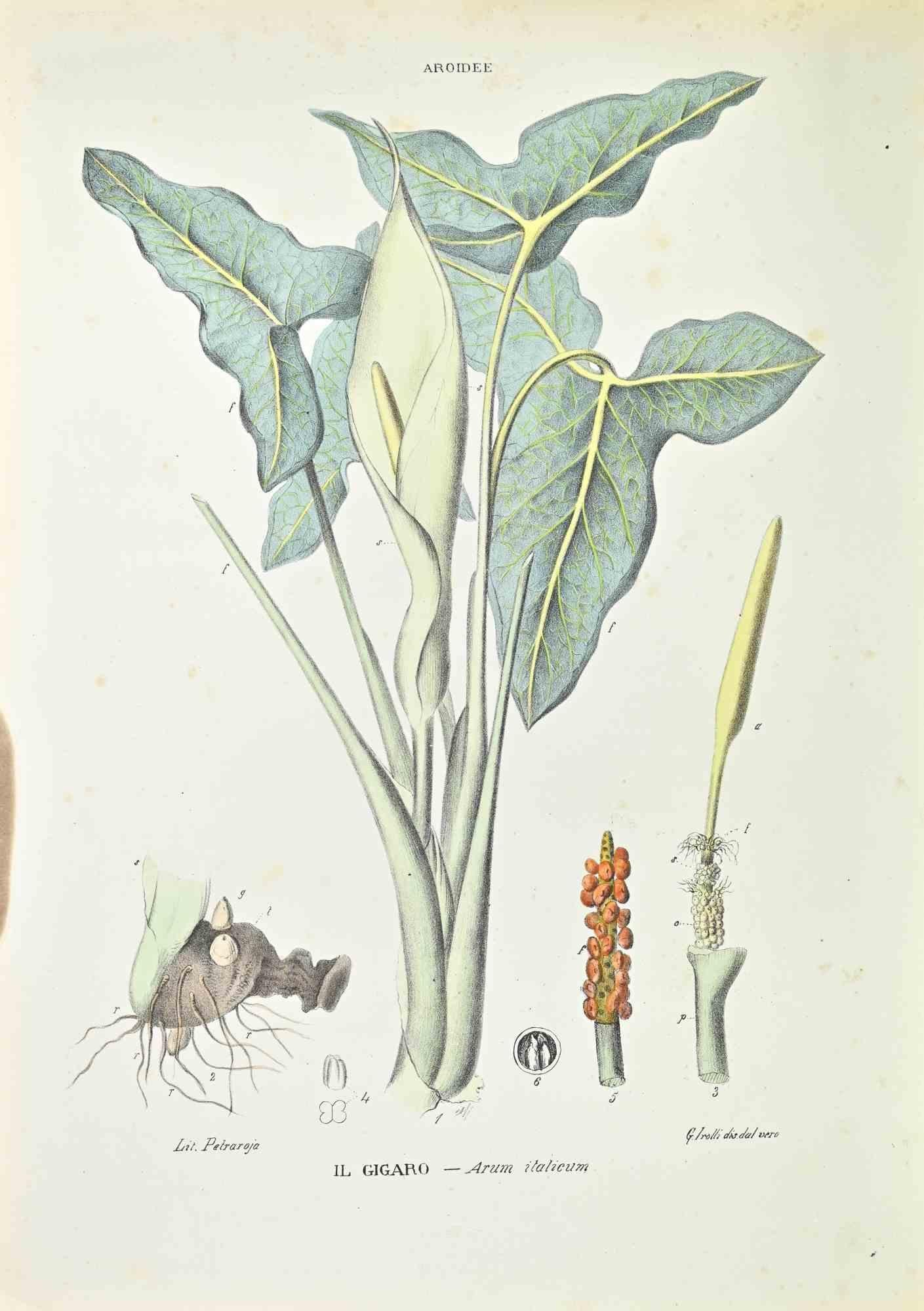 Lithograph hand watercolored.

Belongs to the Series "Atlante di Botanica popolare ossia Illustrazione di Piante Notevoli di ogni famiglia" (Atlas of popular botany or illustration of notable plants of each family), published in Napoli, by Raimondo