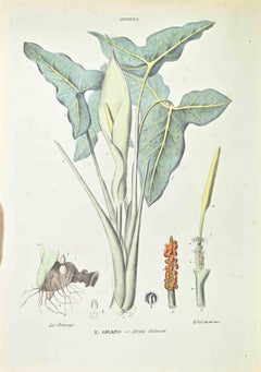 The Gigaro – Lithographie von Vincenzo Tenore – 1870er Jahre