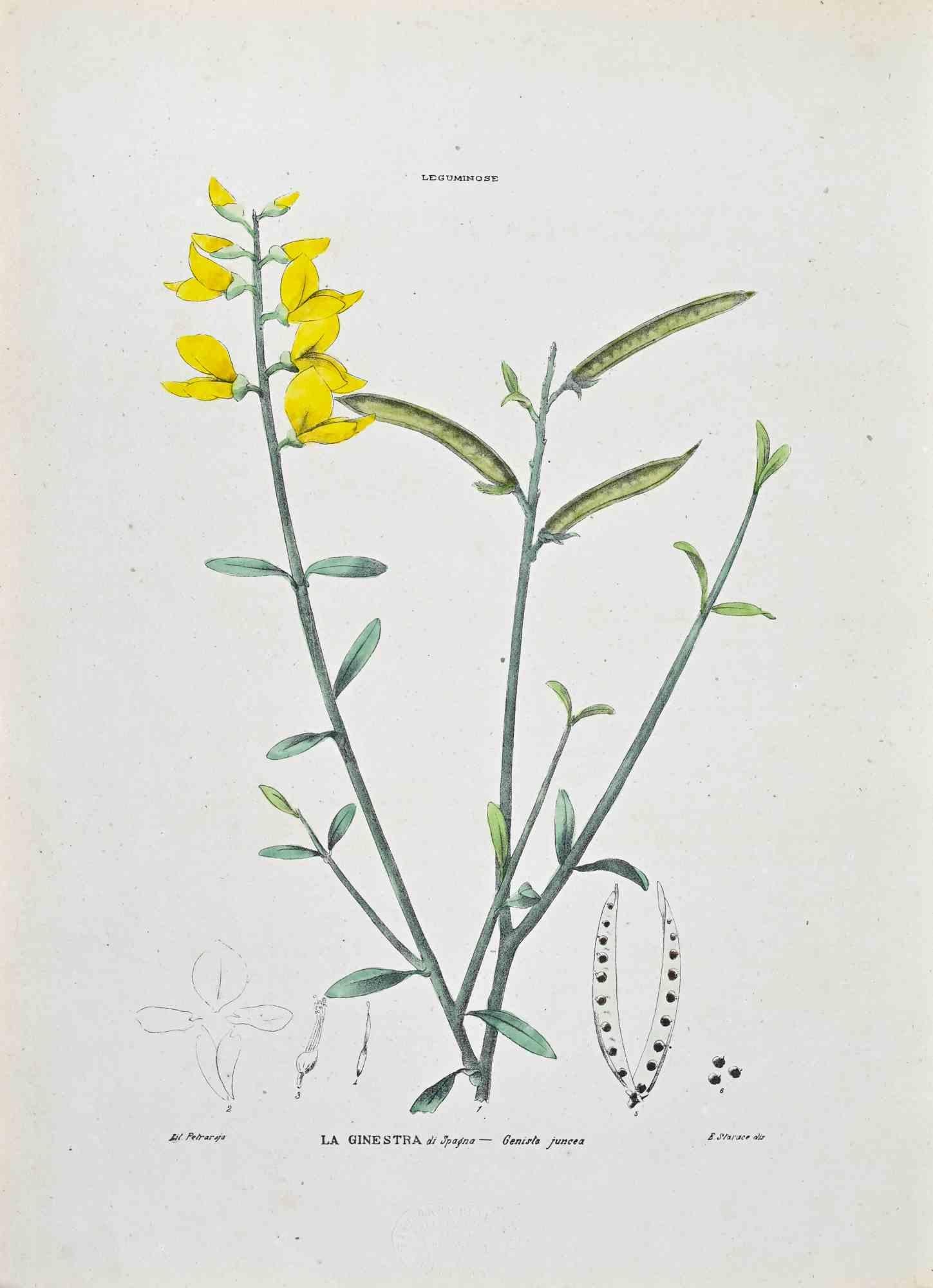 Lithograph hand watercolored.

Plate from "Atlante di Botanica popolare ossia Illustrazione di Piante Notevoli di ogni famiglia" (Atlas of popular botany or illustration of notable plants of each family), published in Napoli, by Raimondo Petrajola,