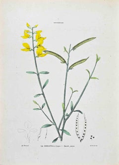 The Ginestra - Lithographie von Vincenzo Tenore - 1870er Jahre