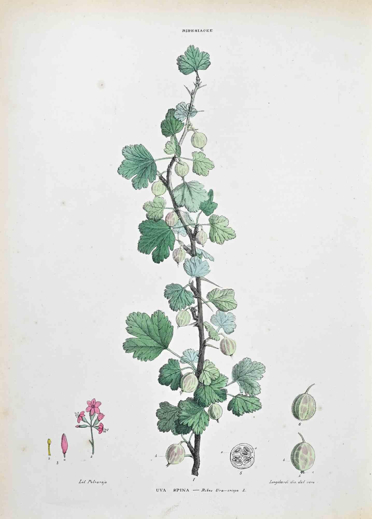 Lithograph hand watercolored.

Plate from "Atlante di Botanica popolare ossia Illustrazione di Piante Notevoli di ogni famiglia" (Atlas of popular botany or illustration of notable plants of each family), published in Napoli, by Raimondo Petrajola,