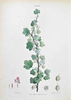 The Gooseberry - Lithographie von Vincenzo Tenore - 1870er Jahre