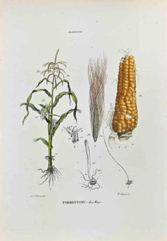The Graminaceae – Lithographie von Vincenzo Tenore – Graminaceae – 1870er Jahre